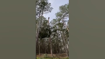 Rigging Point Failure # treelife #arborist #lumberjack #stihl