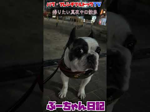 早く帰りたい散歩 飼い主が好きすぎるフレンチブルドッグ『ぶーちゃん日記』 #フレンチブルドッグ #フレンチブルドッグ #お散歩 #dog #フレンチブル #frenchbulldog