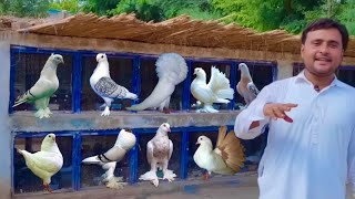 Biggest Fancy Pigeon Farm In The World  400 Kabootaro ka sub saa Bara farm  Hsn Entertainment