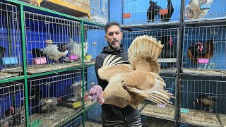 الجديد عند فؤاد🔥عشاق دجاج الزينة أجيو نتولعو ونتعرفو على أتمنة مختلف أنواع السلالات نعام حمام فرجة..