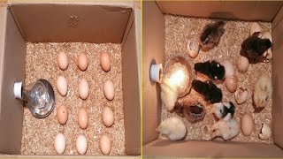 You Must See This | Egg Incubator Hack With Dimmer Fan | Egg Hatching Incubator