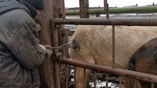 ТАВРАЦИЯ ЛОШАРЕЙ и собираем скот