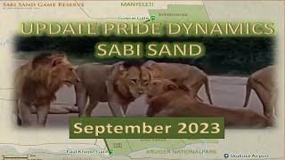 SABI SAND Lion Pride Dynamics  July-Sep 2023   part 2