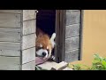 わざわざお顔を見せて休んでくださる風太くん(14:45〜扉開放！) レッサーパンダ　千葉市動物公園にて　2026年7月5日(風太くんお誕生日)