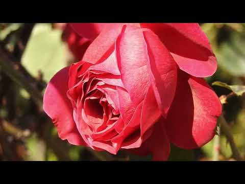 Рождество. Стихи. Поздравление с Рождеством Христовым! 💕