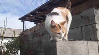 Видео #Хозяйство#рыбалка Совмещаем хозяйственные дела и Рыбалку. (автор: 7 соток)