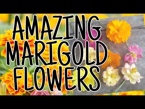 Video: Marigolds (63 Mga Larawan): Mga Tampok Ng Pagtatanim At Pangangalaga Sa Bukas Na Bukid. Paano Mapalago Ang Mga Pangmatagalan Na Bulaklak Ng Tagetesa?