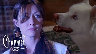 A Spell Turns Prue into a Dog! I CHARMED