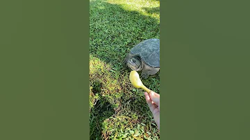 Snapping Turtle Gives Her A Scare ViralHog 