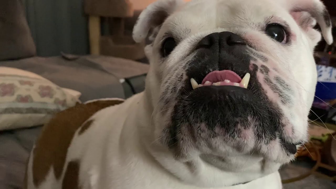 English Bulldog vicious attack on mommy just kidding she’s perfect