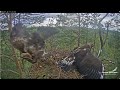 Gr朝slis Un Spilve Atnes Mazu Med朝jumu Grislis And Spilve Bring Small Prey Latvijas Valsts Me転i Gr朝slis Un Spilve Atnes Mazu Med朝jumu Grislis And Spilve Bring Small Prey Latvijas Valsts Me転i