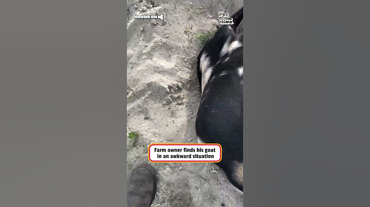 Farmer Rescues His Goat Stuck in Hole