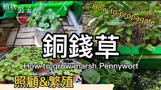 銅錢草土耕轉水耕|移植孔雀魚戶外生態缸|澆水光照繁殖與肥料介紹|如何照顧好植物|淨化空氣的植物|marsh Pennywort|How to grow marsh Pennywort|植物男子