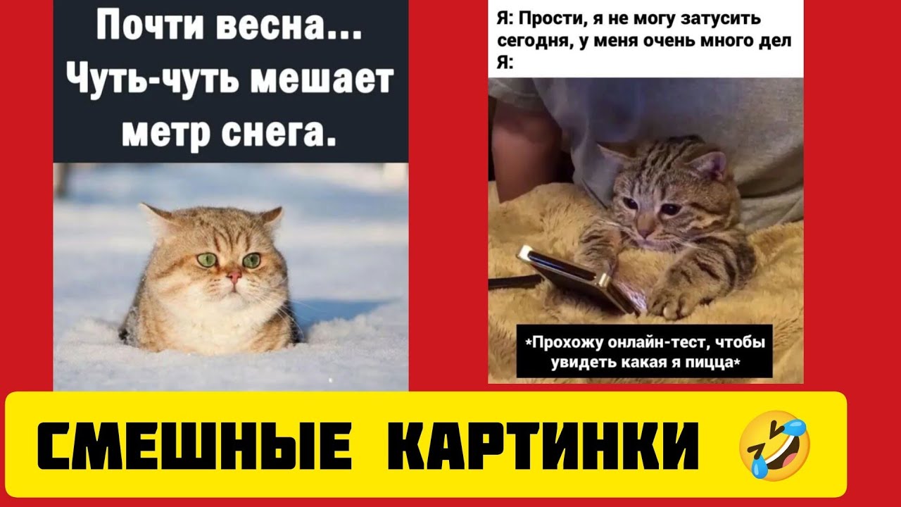 не могу затусить сегодня, у меня очень много дел я:Прохожу онлайн-тест, чтобы увидеть какая я пицца🤣