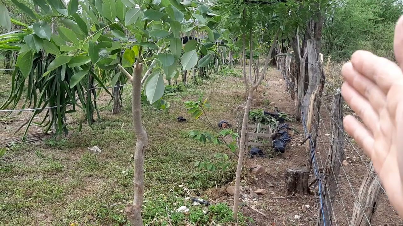 Moringa X Gliricidia qual o melhor tutor vivo