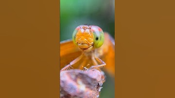 Focusing On the Small Stuff 🐝 | Adcom 5 in 1 Mobile Phone Camera Lens Kit | #shotwithadcom #insects