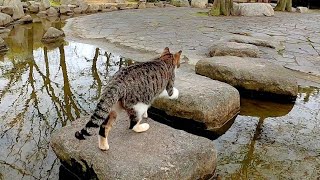 公園の猫の散歩に付いて行ってみた