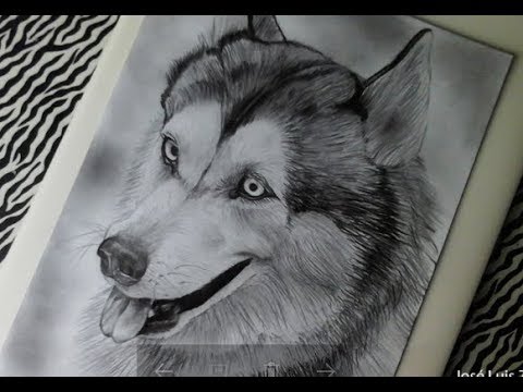 Dibujando un husky siberiano a lapiz y lapicero 🐾 | Drawing a Dog | HD🐾🐾  - thptnganamst.edu.vn