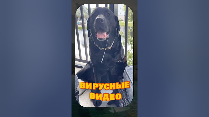 ВИРУСНЫЕ ВИДЕО / Домашний ЁЖ 😅