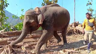 Download Lagu Sai khawi fin bawk kha thlir leh ang aw MP3