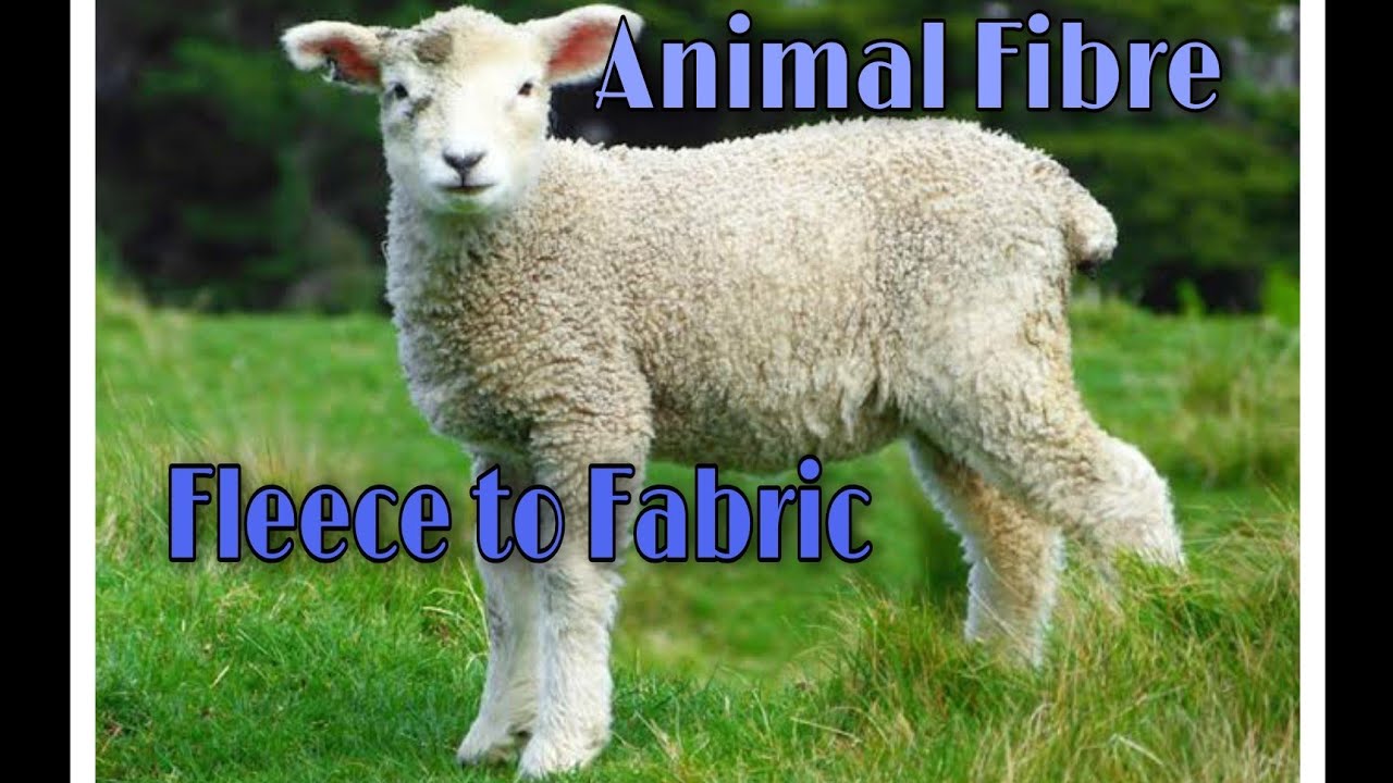 Animal Fibre,7th science, Making of Woollen fabric from fleece of