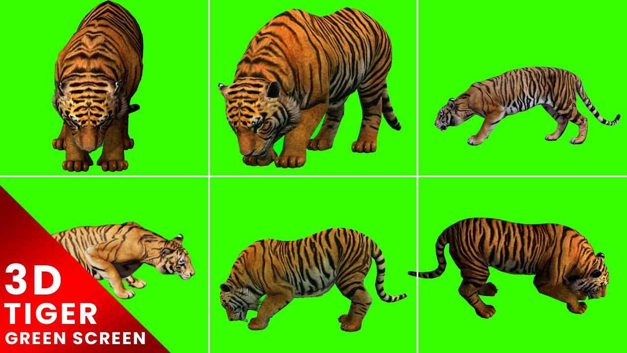3D Tiger Eating Green Screen For Editing For Free