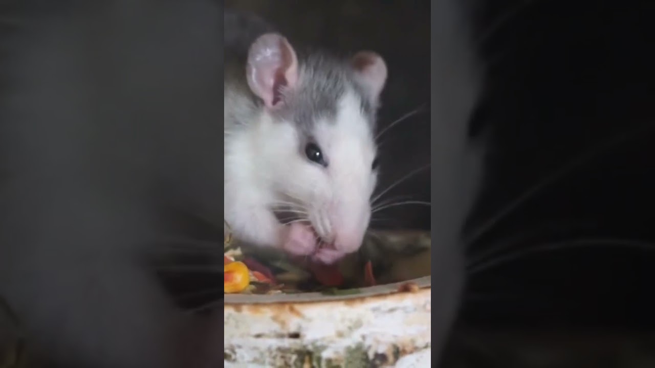 Rat Eating the kitchen, animals