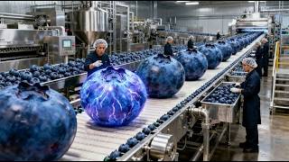 How Dried Blueberries Are Made  Inside A Modern Blueberry Processing Factory