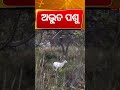 ଅଦ୍ଭୁତ ପଶୁ | Assam’s Rare Wildlife Wonders Draw Global Attention | Odia News | Odia Shorts