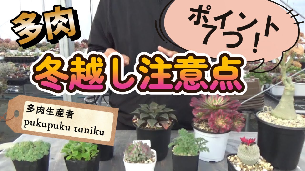 多肉】冬越し注意点「ポイント7つ」 多肉生産者「pukupuku taniku 