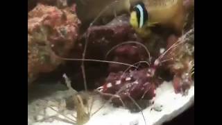Arrow Crab And Coral Banded Shrimp Cat Fight