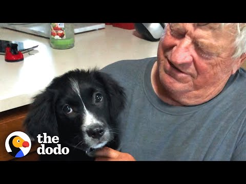 Widowed Husband Gets The Cutest Surprise | The Dodo Soulmates