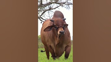 Sapi limosin sapi brahman sapi simental #shorts #sapi