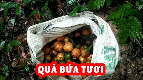 Hành Trình Đi Hái Quả Bứa Giúp Giảm Cân Hiệu Quả An Toàn