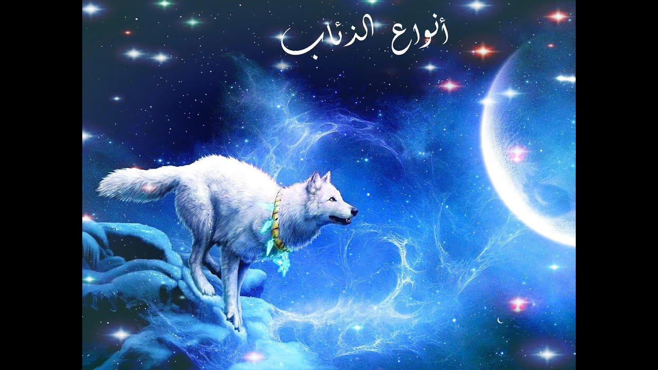 أنواع الذئاب.. و بعض المعلومات عنها !! - YouTube