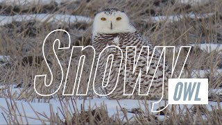 Snowy Owls