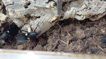 Red Spot Assassin Bug Takes Down Cricket