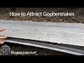 How to Attract Gophersnakes #SnakesUnderStuff #shorts