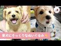 家族に届いた愛犬にそっくりなぬいぐるみ