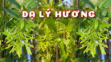 Cây Dạ lý hương hoa thơm | 0386569374 - Ngọc Ngân Bến Tre | Chuyên cây độc lạ