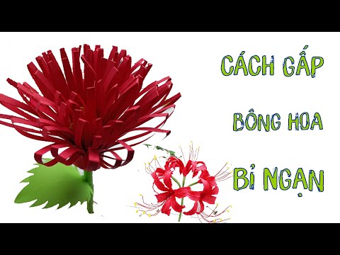Video Hướng Dẫn Gấp Bông Hoa Bỉ Ngạn - Folding the Bi Ngan... - youtube