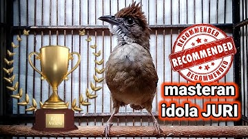 Masteran burung KAPAS TEMBAK GACOR materi IDOLA JURI NASIONAL