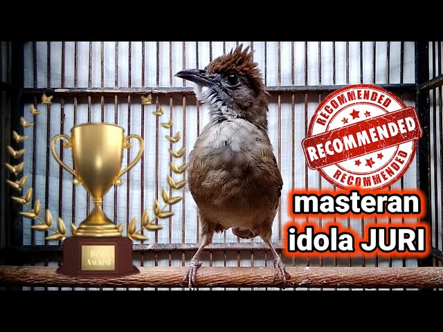 Masteran burung KAPAS TEMBAK GACOR materi IDOLA JURI NASIONAL class=