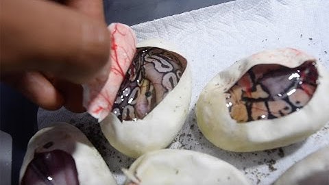 ScalyCreations Ball Python Egg Cutting Clutch #3 of the 2016 season