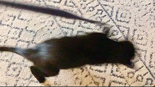 Cat tries to steal my jacket and runs