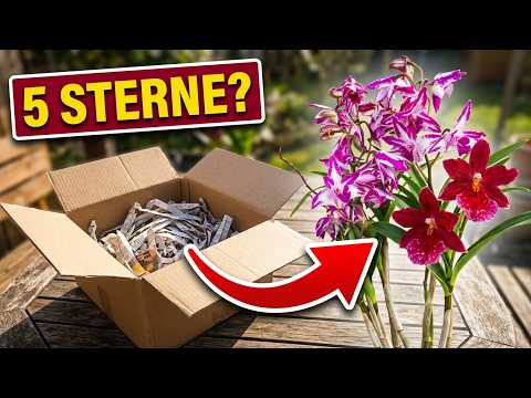 4 neue Orchideen ausgepackt: Welche ist ihr Geld wert?
