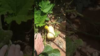 How to stop Pumpkin flies from eating your butternut squash.