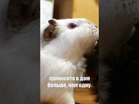 Морская свинка: подойдет вам этот дружочек? #shorts