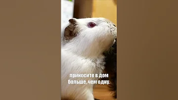 Морская свинка: подойдет вам этот дружочек? #shorts