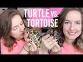 Turtle vs Tortoise? Which Do I Prefer?